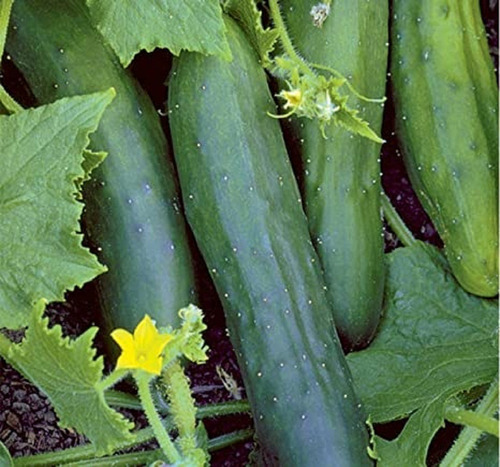 Semillas De Pepino Largo Ideal Huerta Cultivo