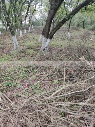 Campestre El Barro