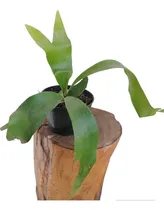Comprar Plantas Helecho Cuerno De Alce