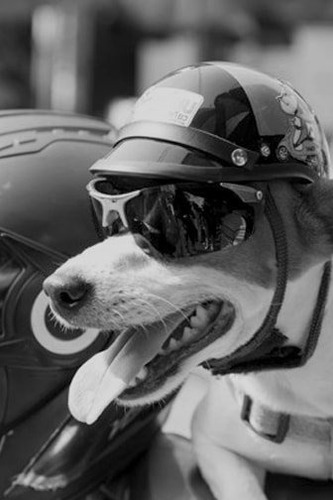 Chaleco Estilo Rocker Para Perro