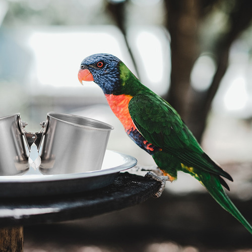 Plato De Comida Para Loros, Comedero De Acero Inoxidable Par