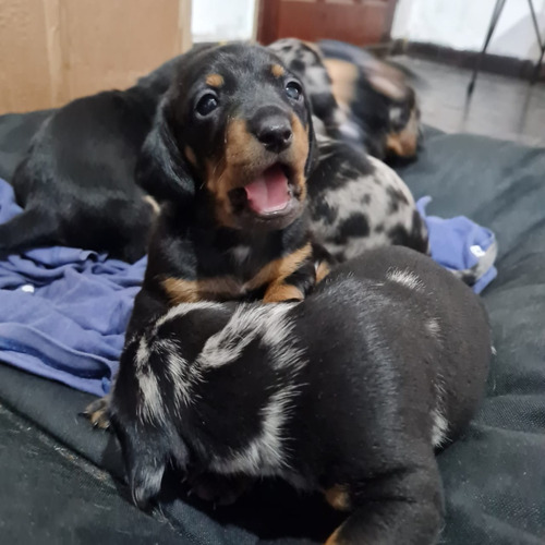 Ultima Cachorra Salchicha Hembra Disponible!!!!