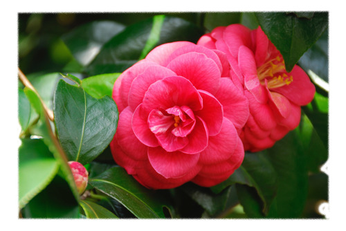 Camelias, Arbusto Floral