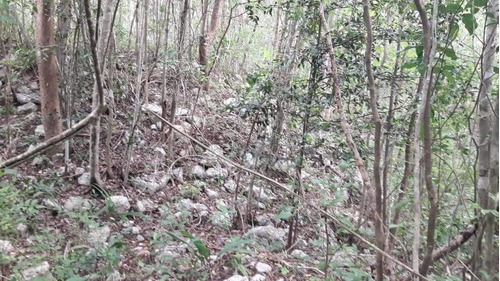 Terreno En Venta Con Asentamiento Antiguo Y Un Par De Cenote