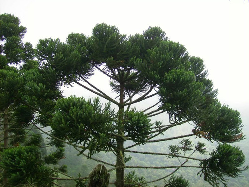 Área Para Compensação De Reserva Legal No Bioma Mata Atlântica. Dentro De Unidade De Conservação, Parque Nacional De Itatiaia.