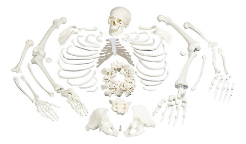 3b Scientific Esqueleto Humano Completo Desarticulado, 1