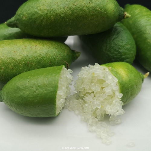 Limón Caviar Verde Ice + Mas Semillas