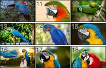 Comprar Vinilos Decorativos De Aves Silvestres 130x70cm Aves
