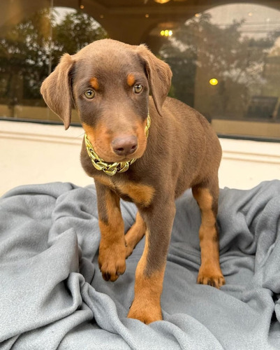 Cachorros Doberman Con Pedegre Vacunas Tienda Fisi