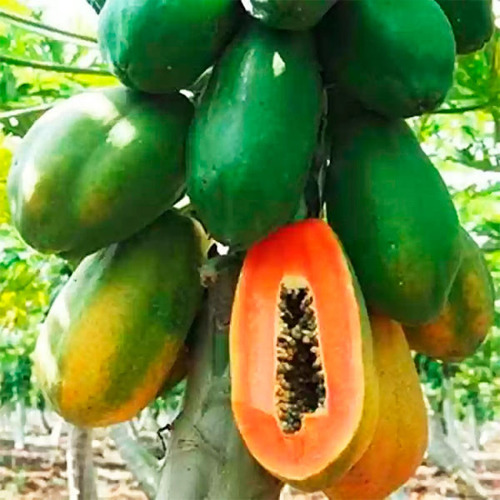 2000 Semillas De Papaya Red Maradol F1 Hibrida Certificada