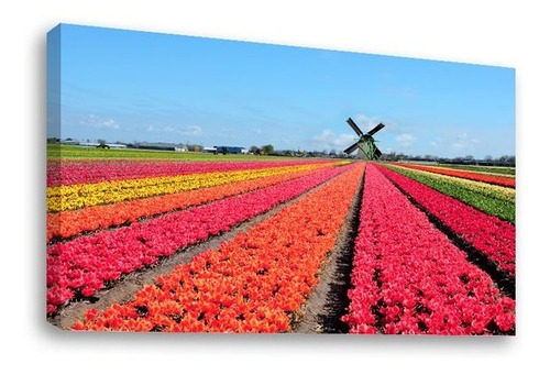 Cuadro Decorativo Canvas Moderno Campo De Tulipanes Holanda