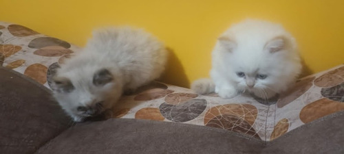 Imagen 9 de 10 de Hermosos Gatitos Persa