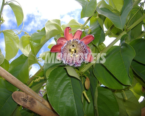 Imagem 19 de 23 de Chácara À Venda 3 Dormitórios No Bairro Distrito De Sapucaí Em Jacutinga - Ch03109 - 68382247