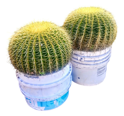 Cactus Echinocactus Grusonii - Asiento De Suegra - Gigantes