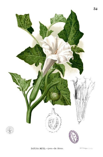 Sementes De Datura Stramonium Figueira Do Diabo Flor