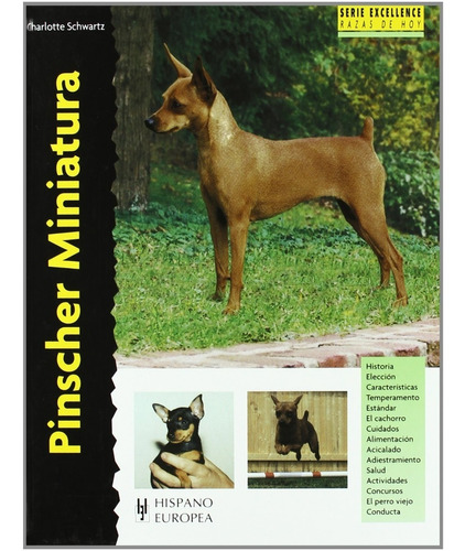 Pinscher Miniatura / Excellence