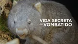 Vida secreta de vombátido