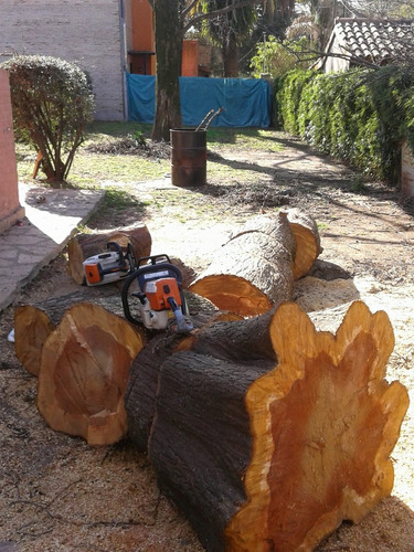 Poda, Tala Y Extracción De Árboles/palmeras Toda Zona Oeste!