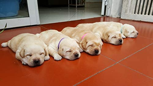 Collares Gamuda Para Cachorros Recién Nacidos, Paquete De 15