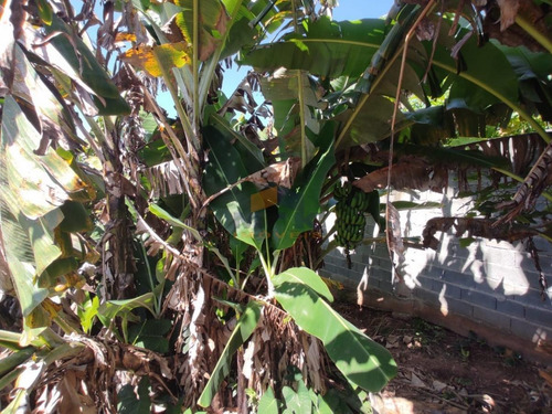 Imagem 6 de 12 de Terreno Para Venda Em Suzano, Jardim Das Flores - 944_1-1772740