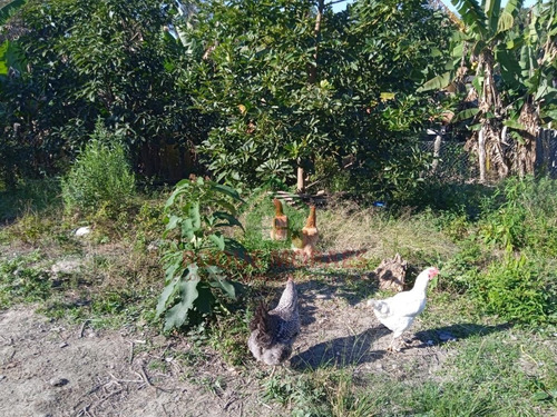 Imagem 20 de 22 de Chácara À Venda Em Juquitiba Medindo 1500m² Ref 0994