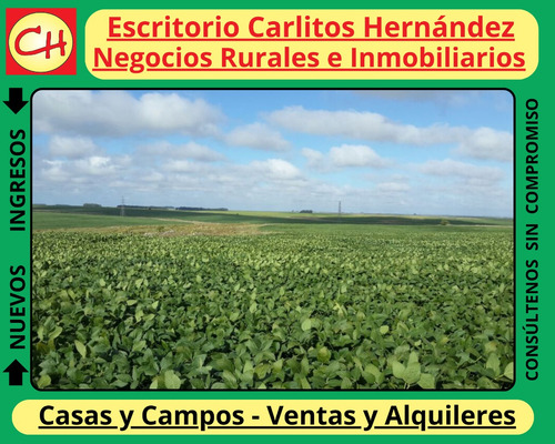 Ref 1054) Campo Con Establecimiento Completo Agricola Ganadero Para Arrendar Zona 25 De Mayo En Florida Es De Unas 370 Hectareas Con Casco , Galpones , Casa De Personal , Muy Buenas Aguadas Naturales