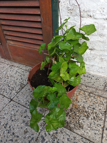 Geranio De Hiedra C/ Maceta ( Pelargonium Hederaefolium )