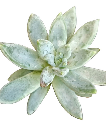 Echeveria Peacocki