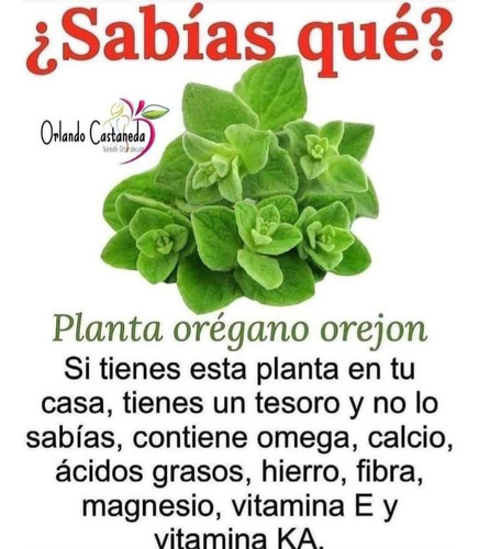 Orégano (2pz) Se Envía