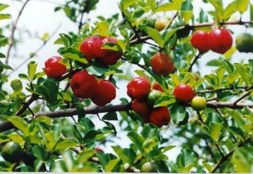 Muda De Acerola - Malpighia Emarginata Para Vasos E Bonsai !