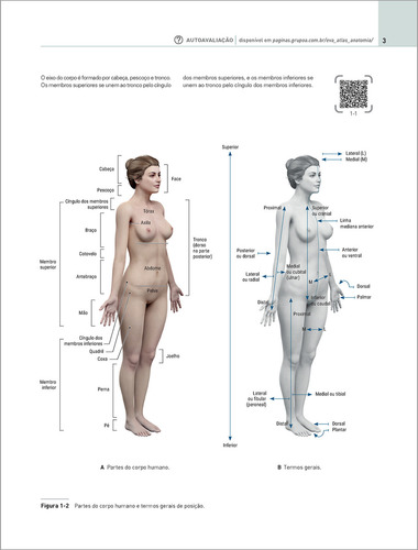 Eva Atlas De Anatomia