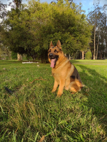 Perro Ovejero Alemán Para Monta (Usado)