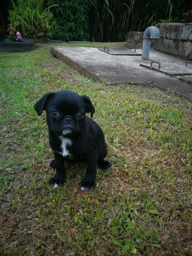 Cachorros Pug