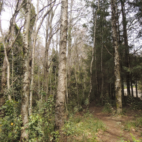 Casa Principal Con 3 Cabañas A 5 Minutos Del Centro De Pucon