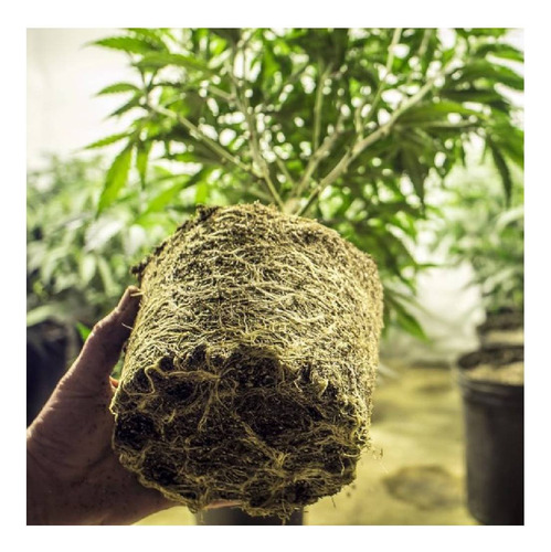 Amazonia 150gr Namaste Micorrizas Enraizante