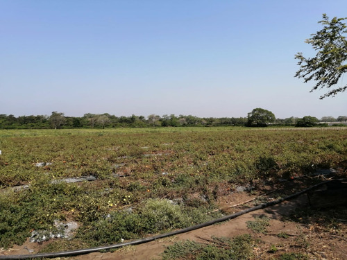 Hectáreas En Venta Veracruz Localidad El Pando, Veracruz.