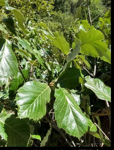 Quercus Calophylla (no Semillas)