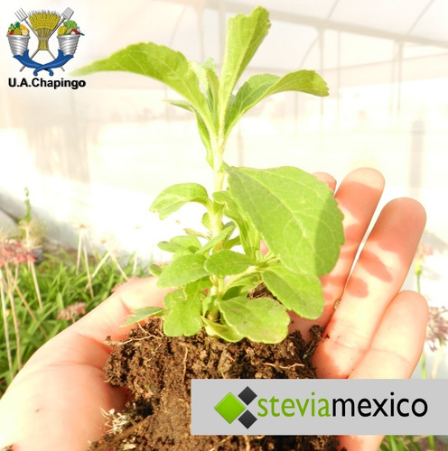 Imagen 2 de 10 de Stevia Orgánica Pulverizada En Bolsa Con 40g -- Envio Full--