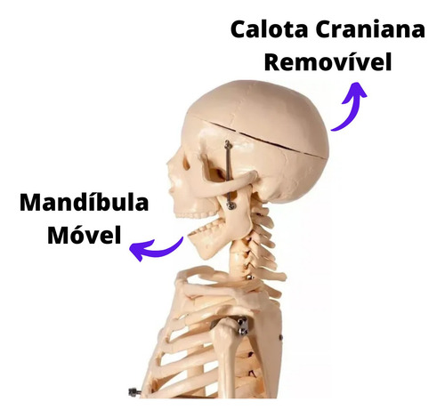 Esqueleto De 85cm Anatomia Humana Medicina Do Corpo