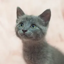 Comprar Hermosos Gatitos Azul Ruso+ Kit Sanitario De Regal