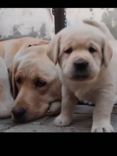 Cachorros Labradores Puros , Dorados 