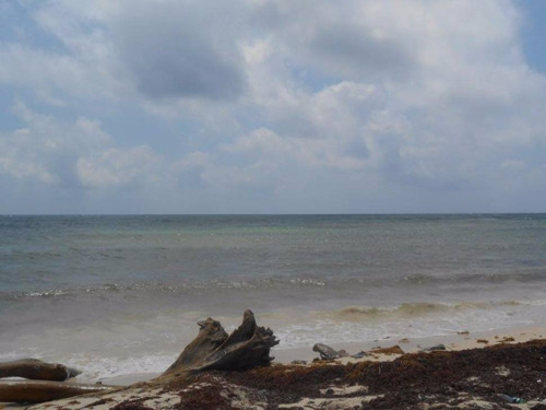 Imagen 2 de 16 de Oportunidad!! Terreno Frente Al Mar Mahahual-rio Indio P2699