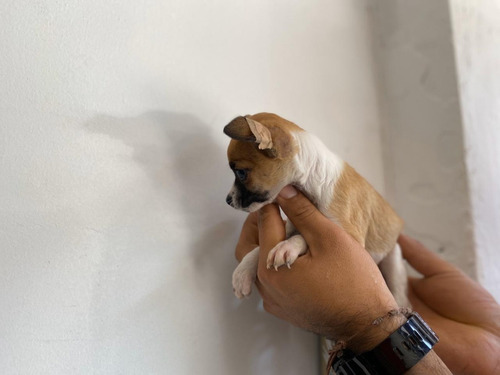 Pinscher Miniatura Precio Especial Mascotas Rionegro