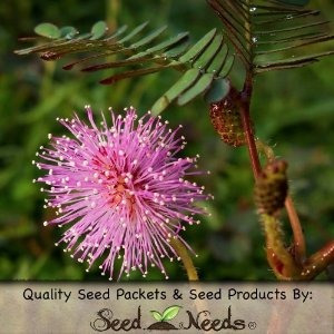 100 Semillas Planta Sensible (mimosa Pudica) Semillas De Nec