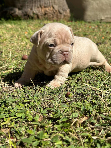 Bulldog Francés Isabellas