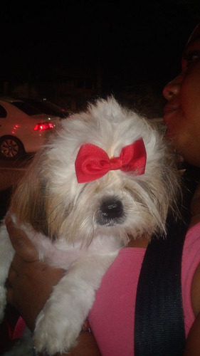 Imagem 5 de 5 de Transporte Para Pets