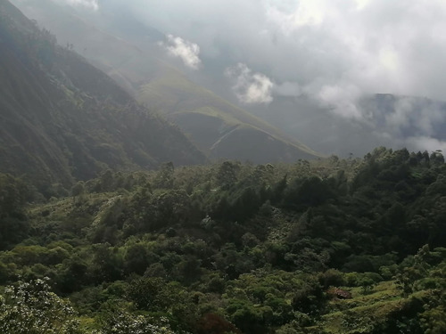 Imagen 8 de 8 de Finca De 7,6 Ha- $50000 - 4500 Plantas De Cafe Joven- Bosquez- Quebrada-zona Cafetalera En San Antonio De Las Aradas Mejor Cafe De Ecuador.