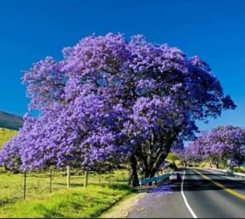 100 Semillas De Jacarandá