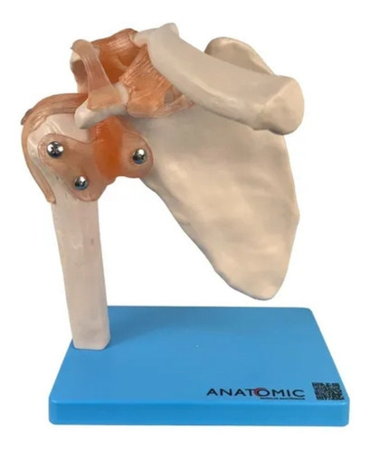 Articulação Do Ombros Com Ligamentos