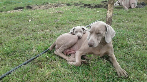 Weimaraner Filhotes Maravilhosos Pronta Entrega